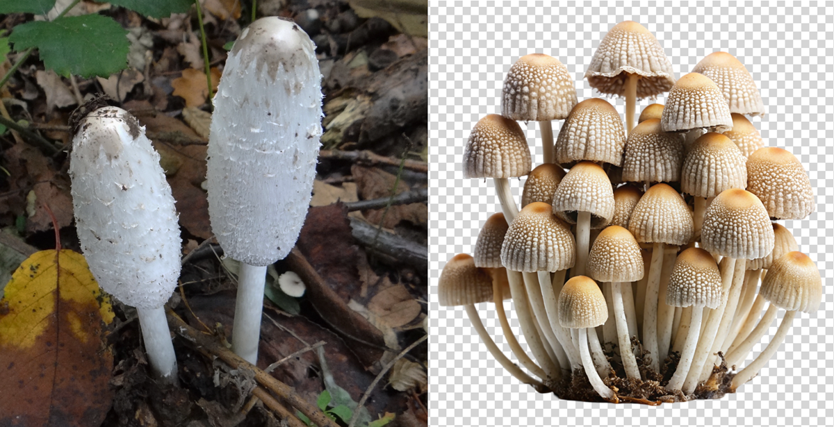 Lijevo, Čupava gnojištarka, Coprinus comatus kako je u prirodi i desno, AI generirana slika s potpisom Coprinus comatus 📷 Wikipedia, Freepik