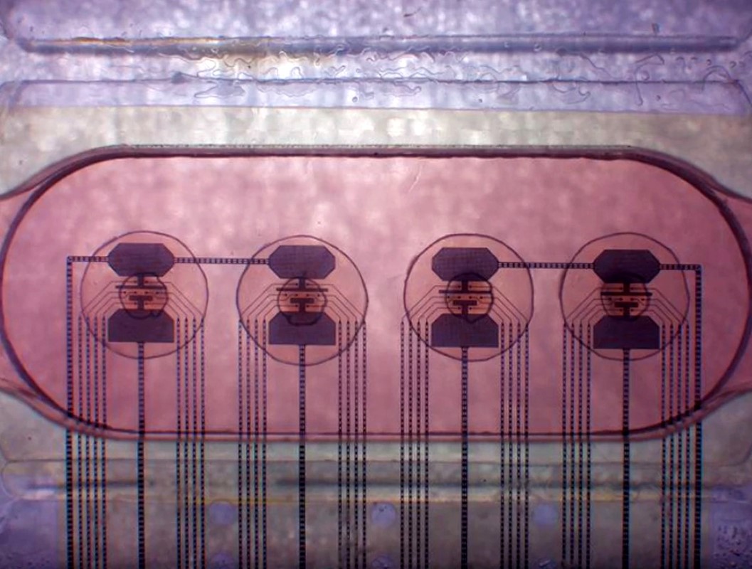 Inovativna postava Multi-Electrode Arrays: 32 elektrode vidljive su kao četiri seta s po osam elektroda 📷 Fred D. Jordan i sur.